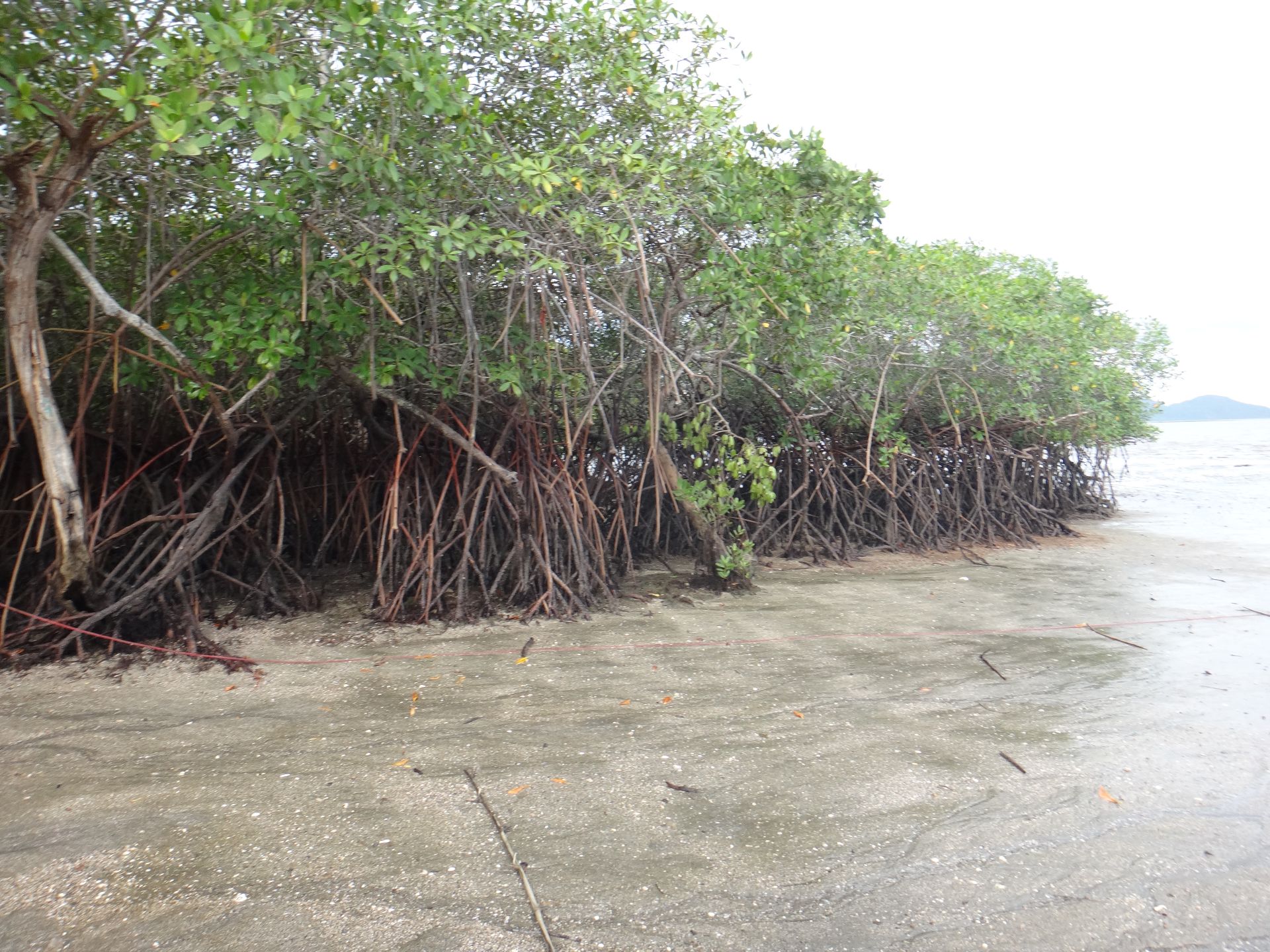 Manglares del Golfo de Nicoya: Dinámica de uso del suelo 